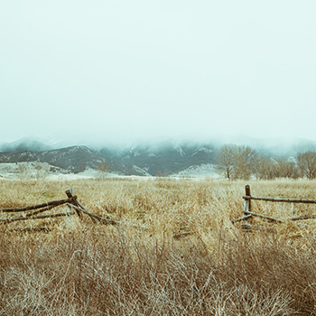 overgrown field and a broken fence in the winter on a cloudy day
