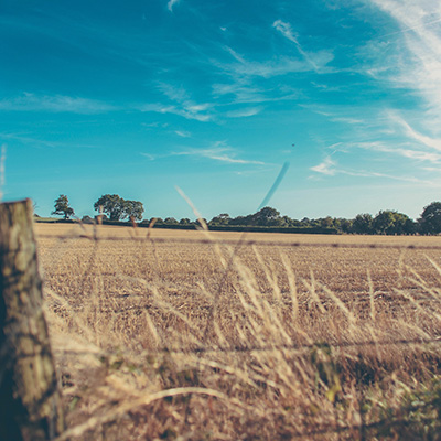 brown crop field with a blue sky