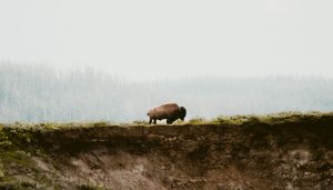 single buffalo standing in the middle of an empty and foggy field